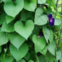 Picasa 2.7